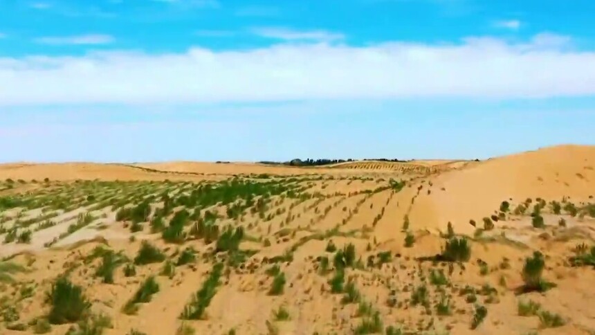 甘肃民勤：四方墩梭梭林郁郁葱葱