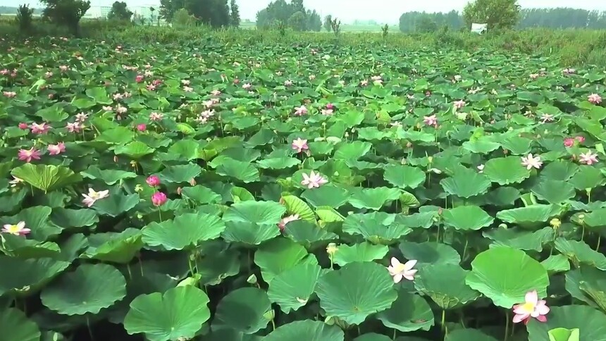 千城胜景｜吉林双阳：荷花盛开绘美景