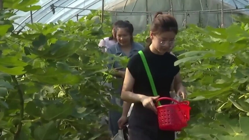 千城百县看中国｜河北唐县：果子成熟季 村民笑开颜