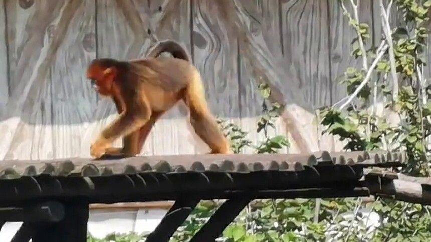 第27集 川金丝猴