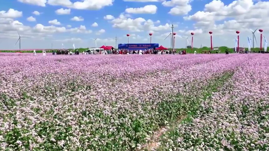 千城百县看中国｜内蒙古鄂尔多斯:“荞”见幸福路 “麦”向新征程