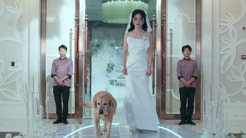 “可乐”陪李妍走上婚礼舞台