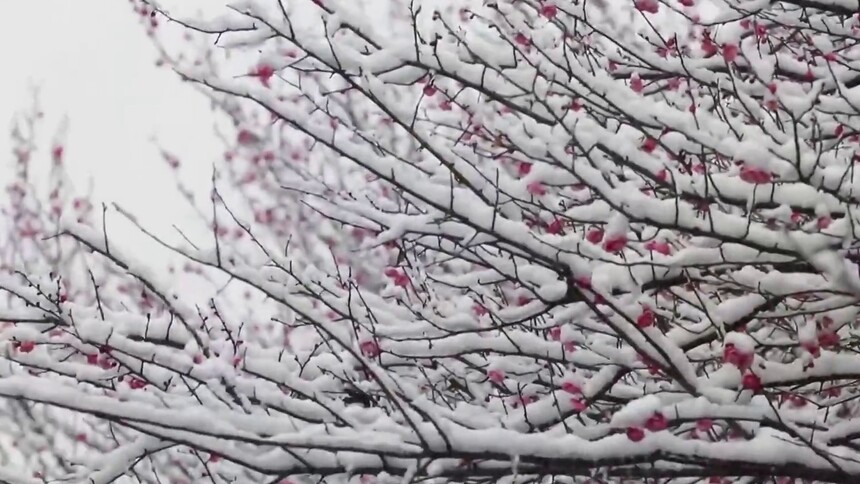贵州余庆：梅花傲雪美如画  踏雪赏梅寻冬韵