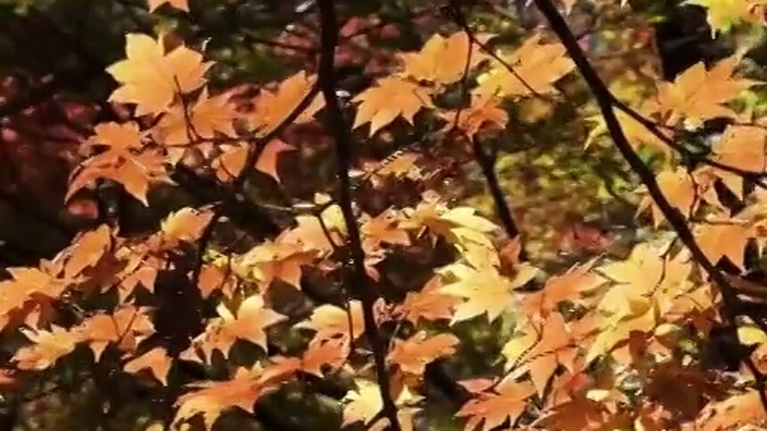 金秋“枫”景引游人