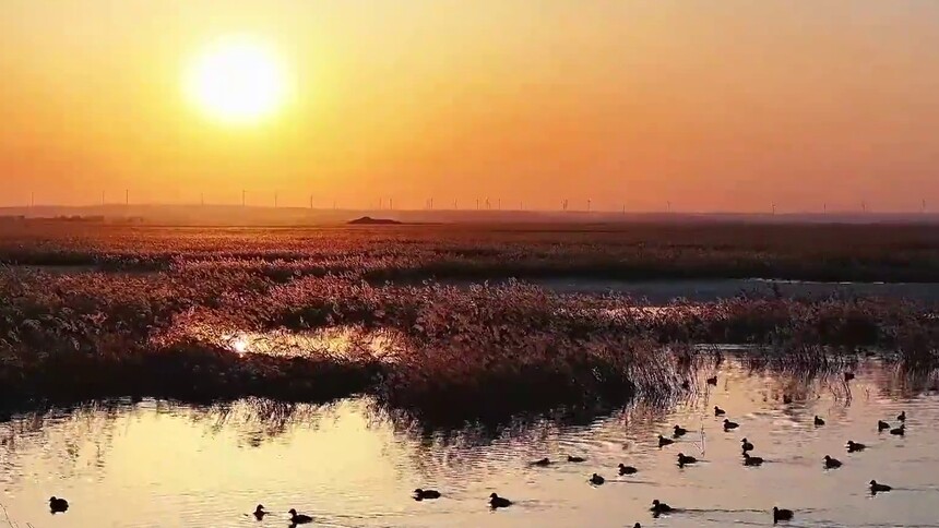 千城胜景｜吉林农安：群鸟蹁跹吉林波罗湖