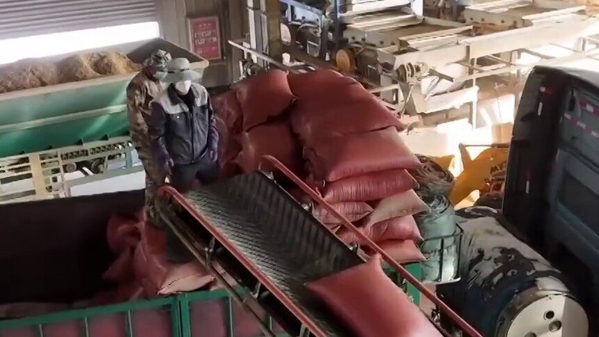 新疆巴州：60多万亩色素辣椒进入加工高峰期