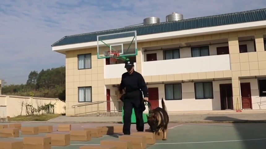 新春走基层｜搜爆犬辛巴与新搭档的春运新事