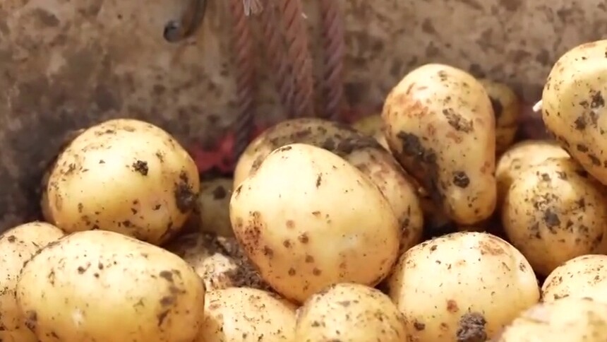湘西：个头饱满价钱好 小土豆成了“金豆豆”