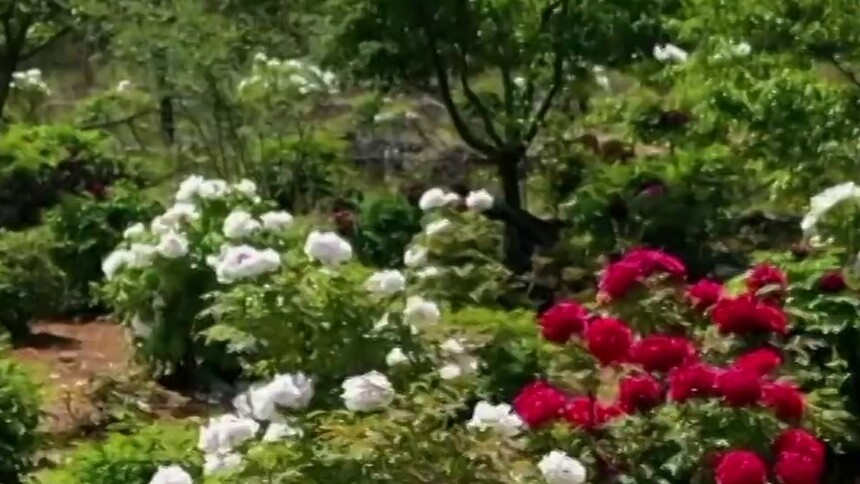 四季旅行｜枣庄山亭：万紫千红总是春