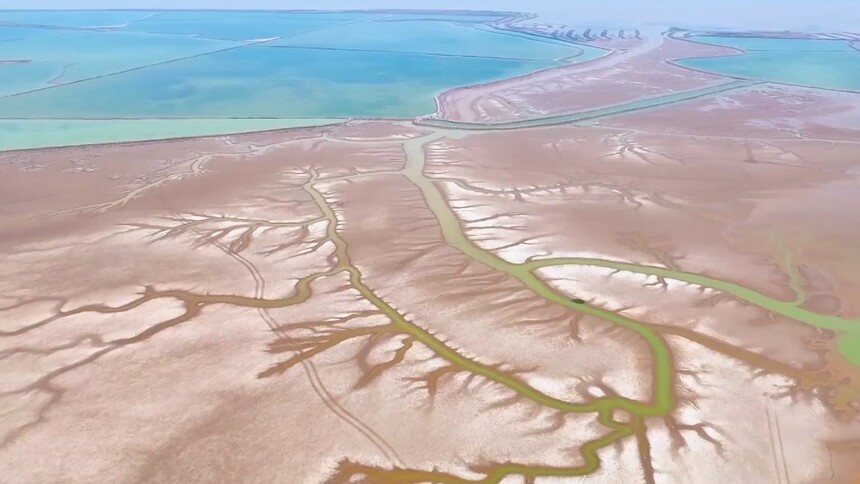 江苏盐城：黄海湿地现“潮汐树”景观