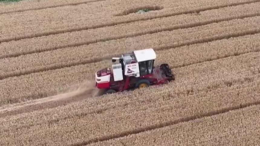 麦收故事｜麦田里的“丰收”实验