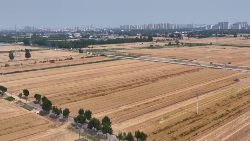 麦收故事｜麦田里的“减损”良方