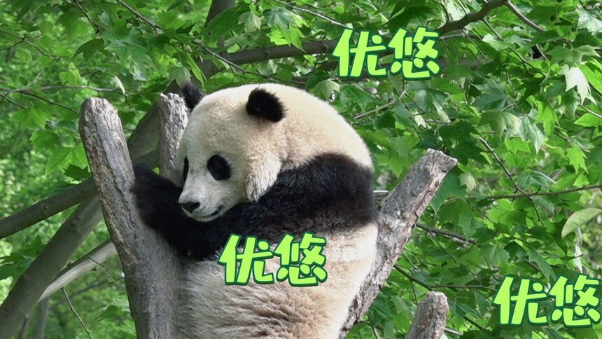 《熊猫一家人》6月23日看点：实习饲养员初次面临艰巨任务 妈宝熊贤贤崽撒娇萌翻奶妈