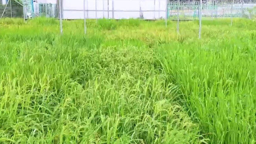 杂交水稻是如何培育出来的？