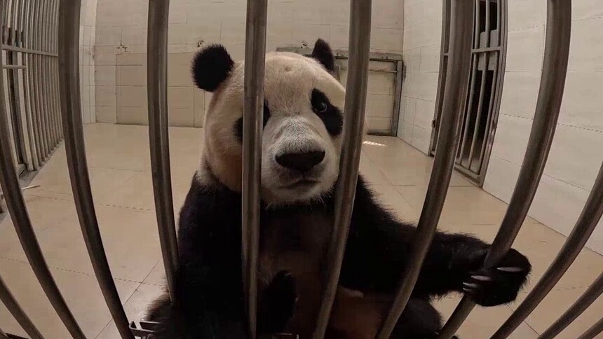 饲养员直拍视角 第1期：奶爸徐翔碎碎念喂食 福宝吃小苹果超乖的！