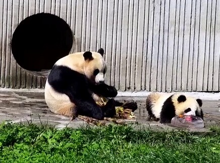 Watch the latest Panda Live EP 187 Panda Live online with english
