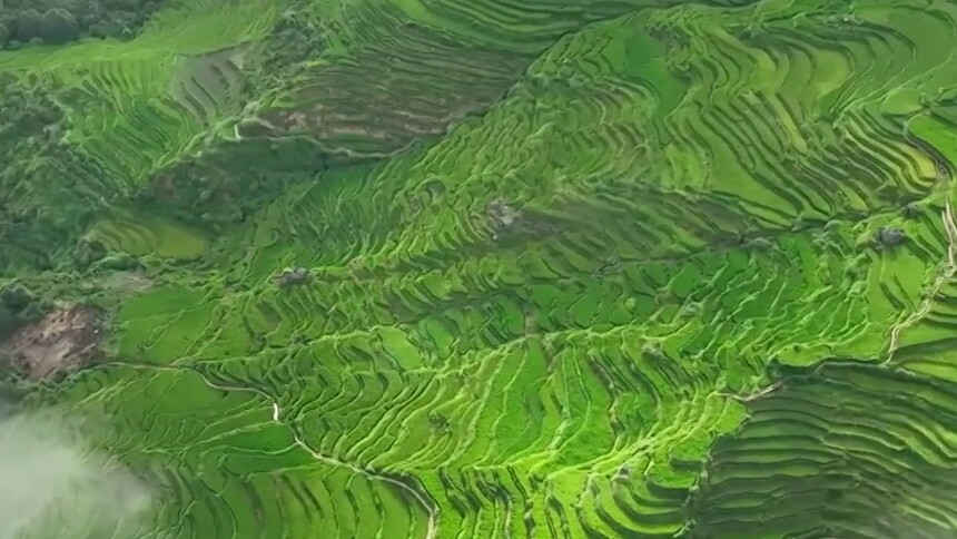云南红河：万亩哈尼梯田丰收在望