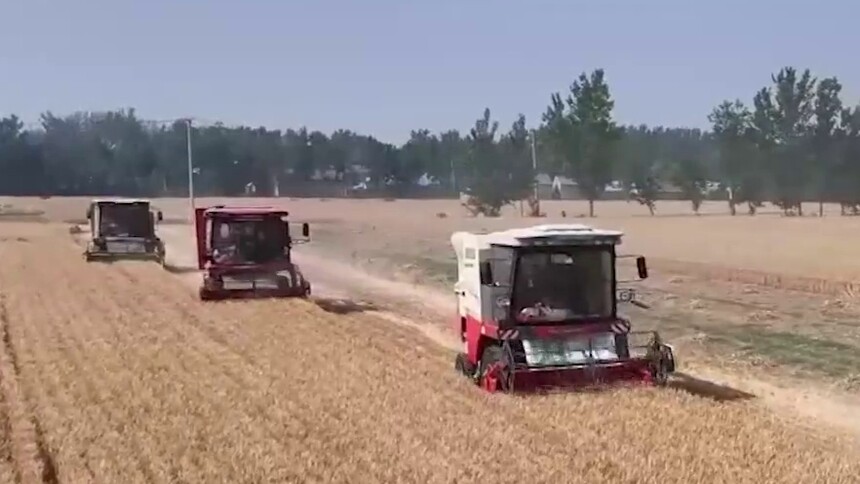 山东曹县：百万亩小麦迎来丰收季