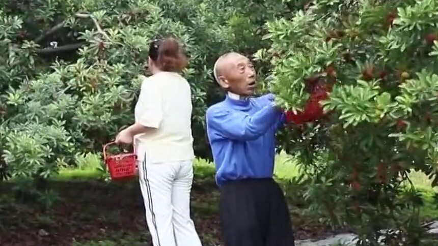 益阳桃江：乌梅果成致富“黄金果” 年销售额100万元左右 带动周边群众致富