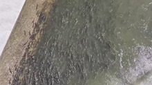青海刚察迎来湟鱼洄游高峰期