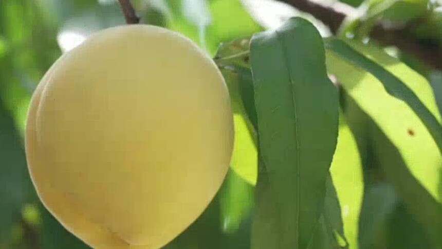 谁不说咱家乡好 炎陵：桃醉山水 清凉一夏