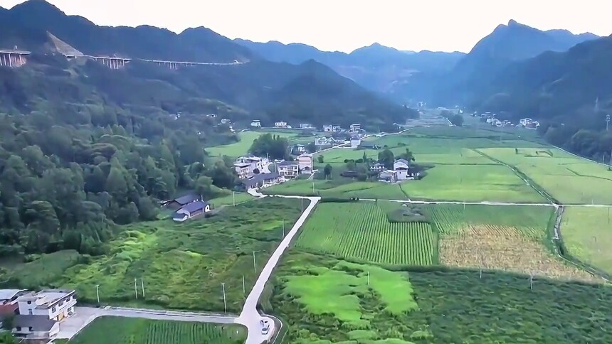 千城百县看中国｜湖北鹤峰：毛豆丰收又增收