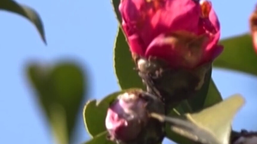 活力中国调研行｜来青田，看油茶农的致富路