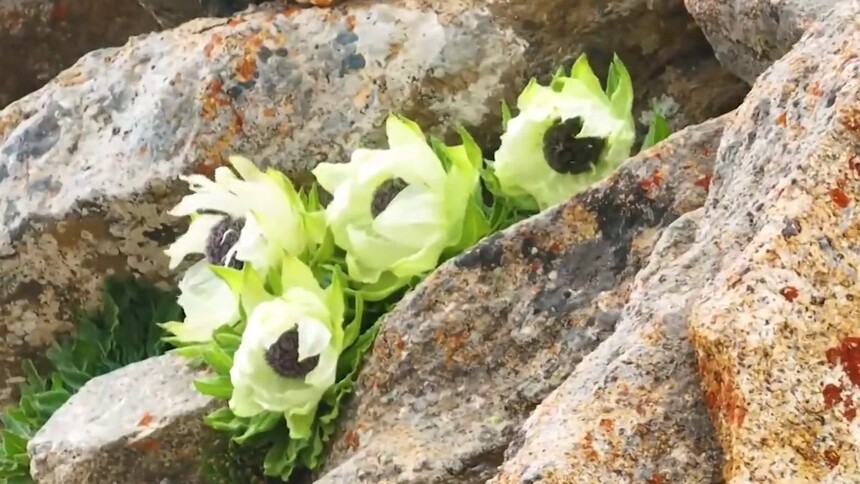 千城胜景｜天山雪莲：岩石缝隙里的生命绽放