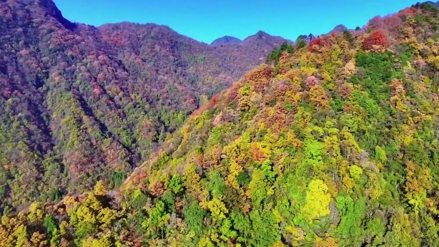 千城百县看中国｜湖北巴东：原始森林披“彩装”