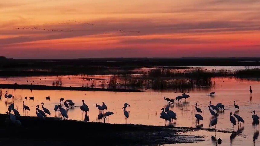 千城胜景｜吉林镇赉：莫莫格湿地的候鸟欢歌