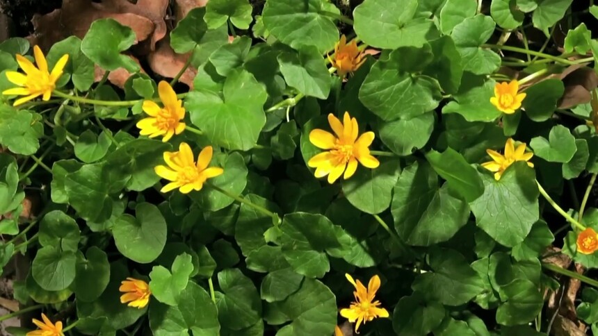 不同的植物为什么会有不同的生物钟呢？