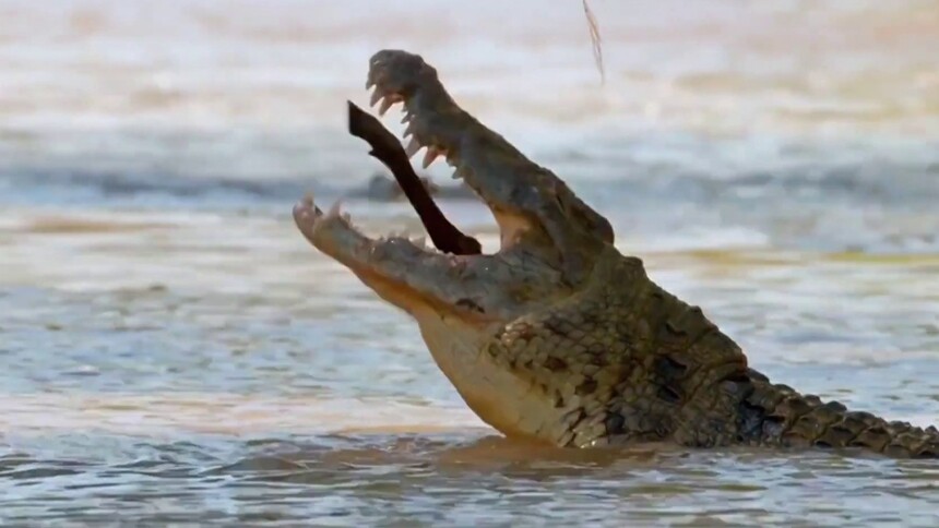 动物的牙齿和人类一样吗？