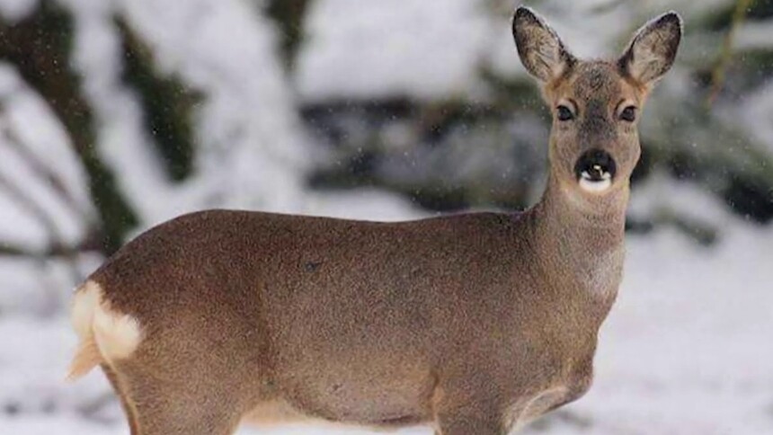 狍子的习性是什么？