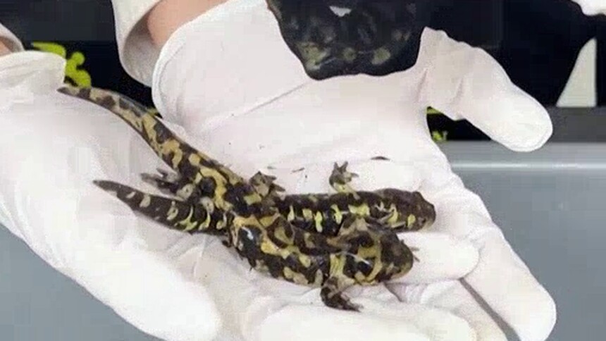 海关为何严查外来物种？