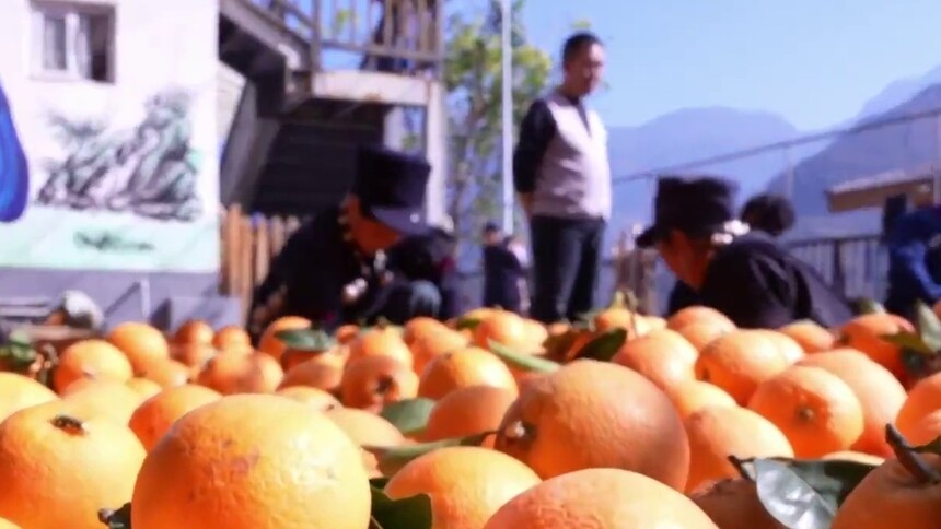 四川布拖阿布洛哈村：路畅果香 小乡村驶入振兴“快车道”