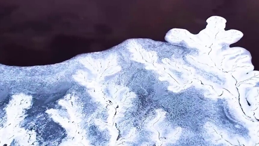 秀我中国｜辽宁盘锦迎来芦苇收割季