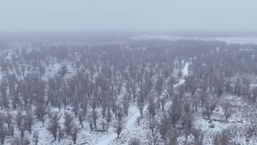 “死亡之海”北缘下雪了 100余万亩胡杨林披银装