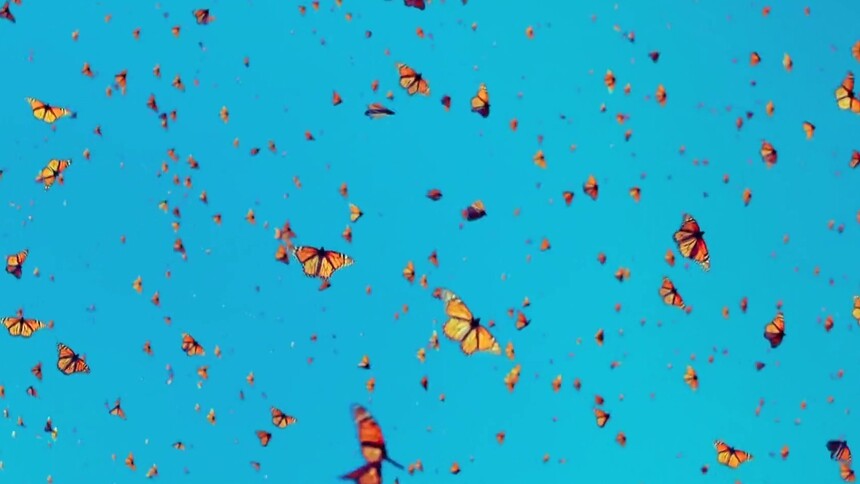 蝴蝶翅膀的成分是什么？