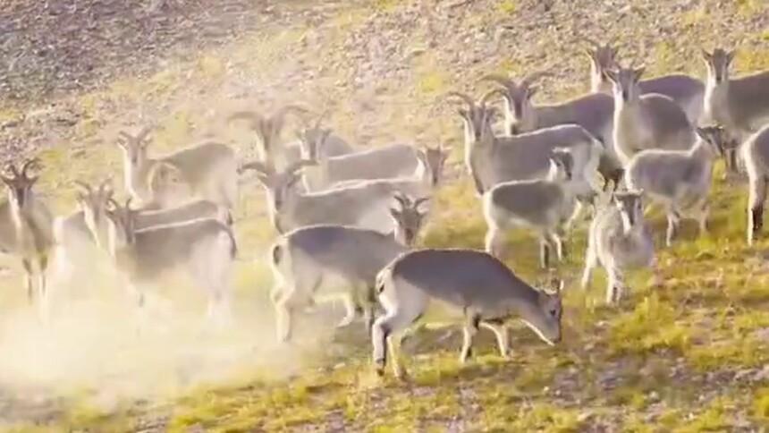 秀我中国｜阿尔金山的“神奇动物”有哪些？
