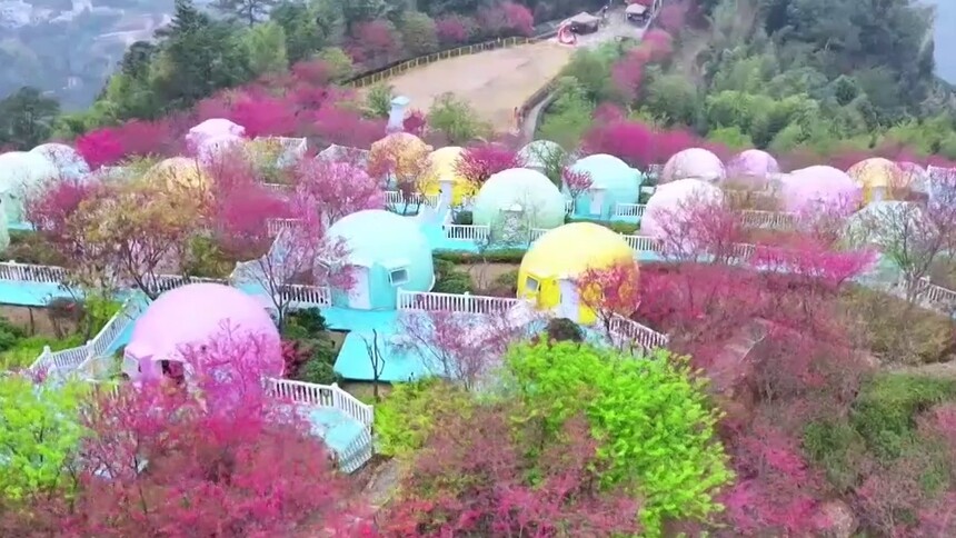福建华安：樱花烂漫时，邀你共赴春日盛宴！