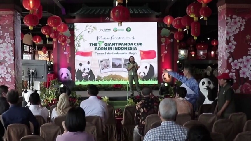 首只在印尼出生的大熊猫“里奥”健康状况良好