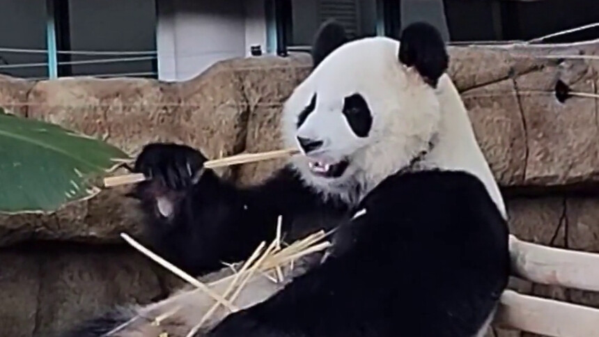 旅马大熊猫“辰星”“晓月”正式亮相 现场气氛热烈