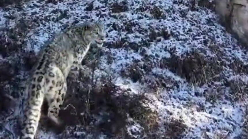 雪山深处现精灵 巡护监测发现马牙雪山雪豹出没