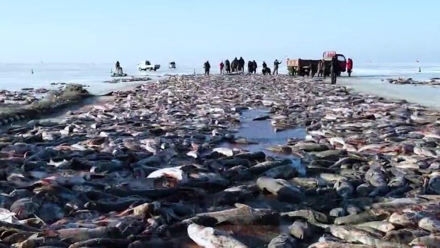 冰湖腾鱼 查干湖上看冬捕