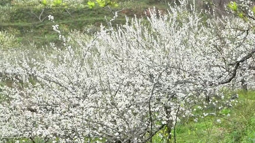 千城百县看中国｜广西田阳：李花如雪香自来