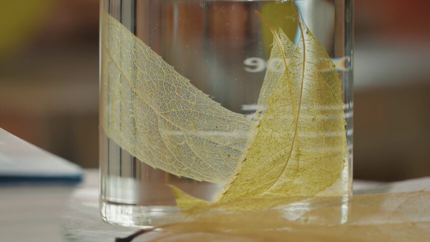 怎么做透明树叶的书签？