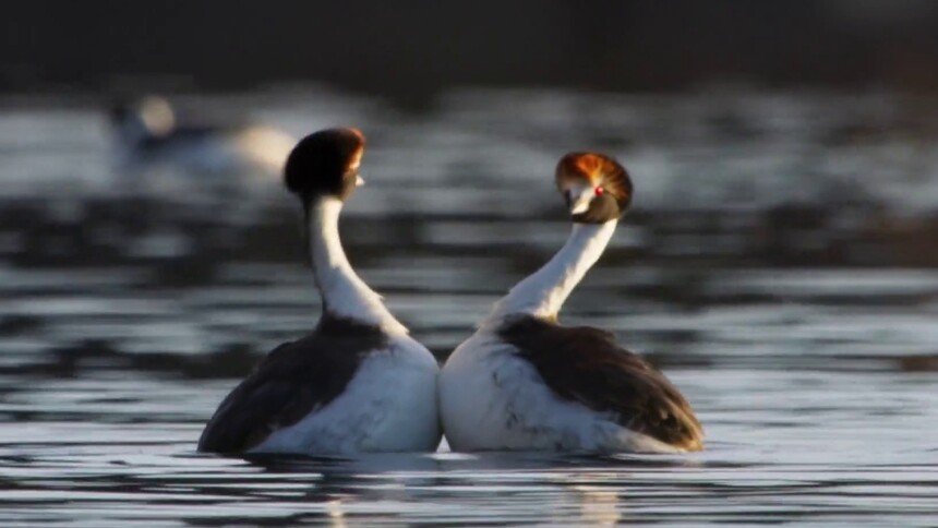 动物是如何求偶的？
