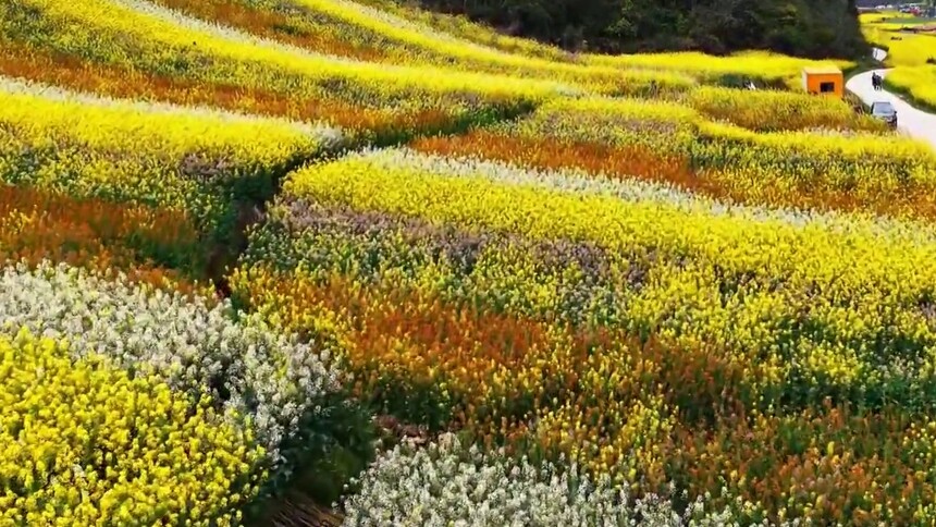 云南马关：多彩油菜花绘就绝美乡村油画