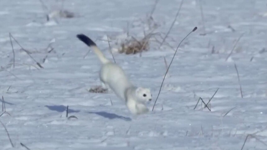 雪季限定版的动物有哪些？