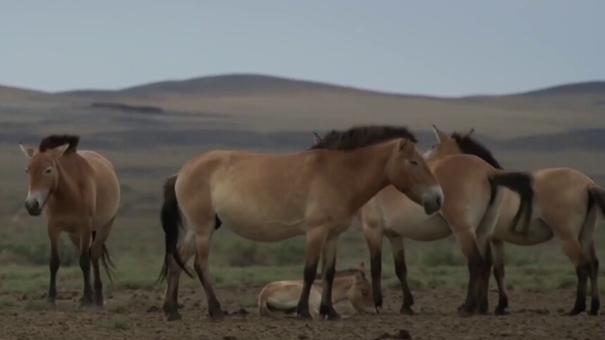 普氏野马的习性是什么？